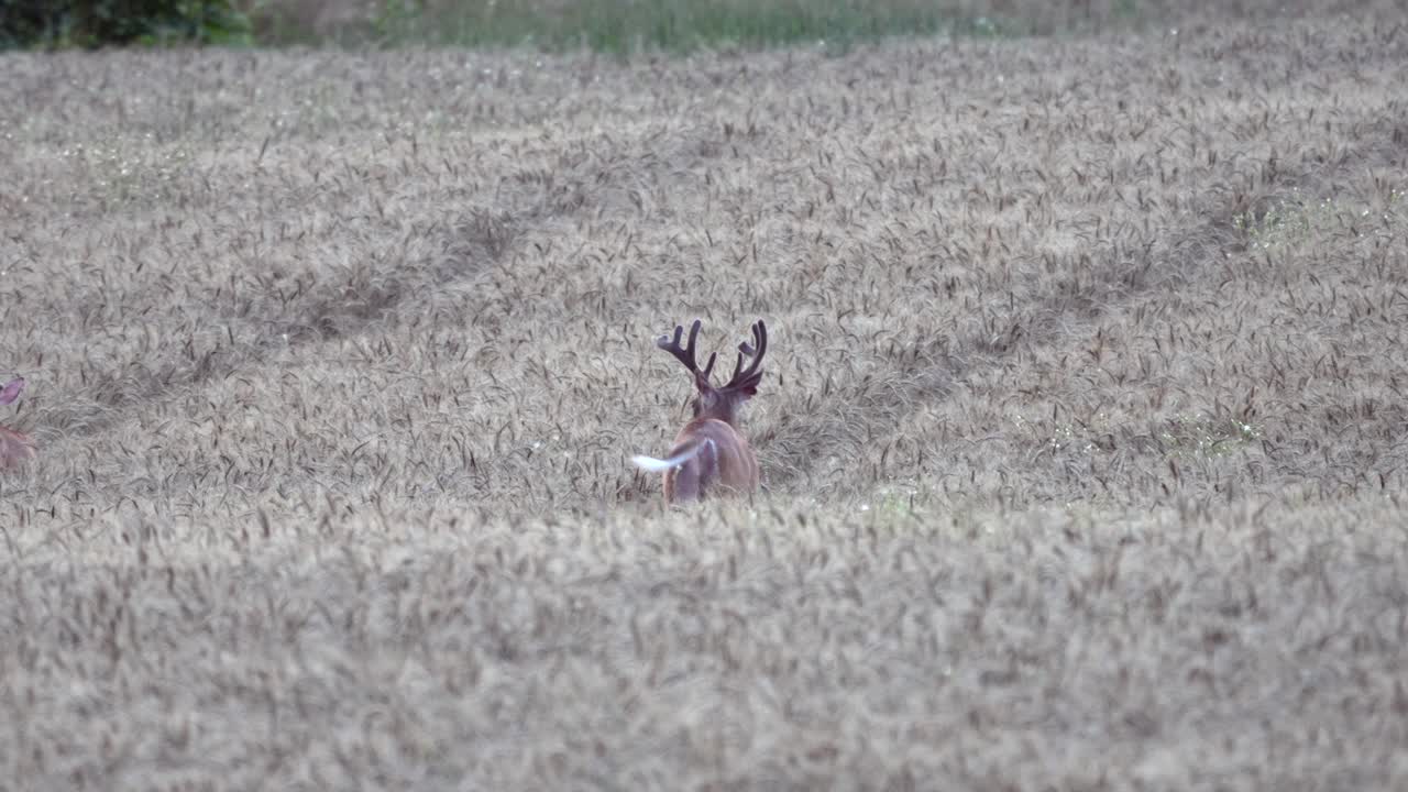 un ciervo de cola blanca caminando a través de un campo de trigo balanceando sus cuernos y pastando