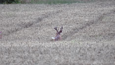 A-whitetail-deer-walking-through-a-wheat-field-swinging-his-antlers-and-grazing