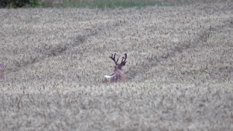 a whitetail deer walking through a wheat field swinging his antlers and grazing