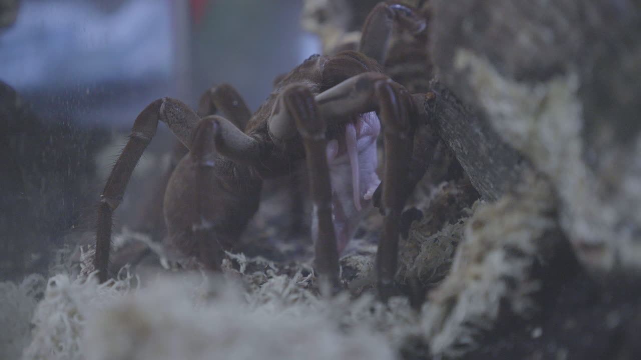 tarántula comiendo un ratón en cámara lenta