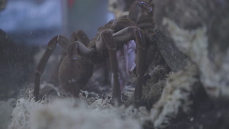 tarántula comiendo un ratón en cámara lenta