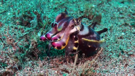 Flamboyant-cuttlefish-walking-over-sand-displaying-bright-colors-running-over-it's-back