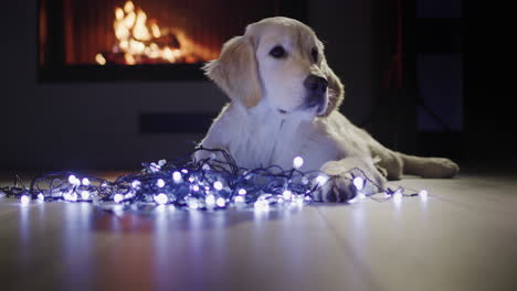 Un-Lindo-Perro-Yace-Cerca-De-Una-Guirnalda-Festiva,-Al-Fondo-Hay-Un-Fuego-En-La-Chimenea.-Navidad-Y-Nochevieja