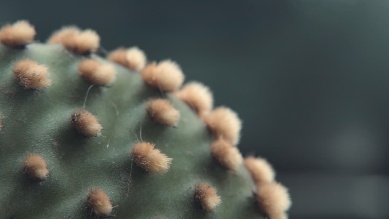 un plano suave lento detallado de macro pan a la izquierda, de cerca en un borde verde de una planta de cactus con pequeñas espinas afiladas amarillas, iluminación de estudio profesional, video 4k