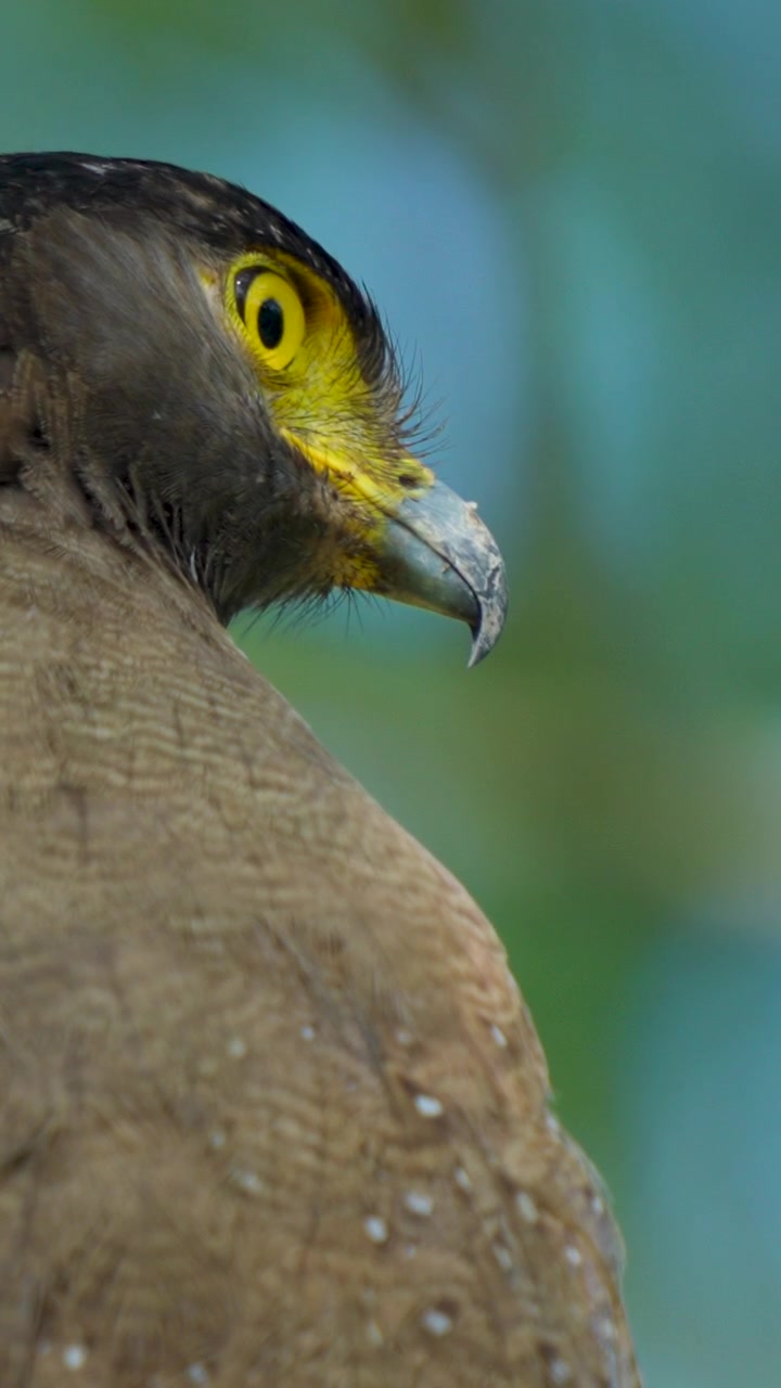 Primo piano estremo della testa di un'aquila serpentaria crestata che mostra occhi gialli e becco affilato nella natura selvaggia indiana. Autentico comportamento della fauna selvatica per documentari naturalistici