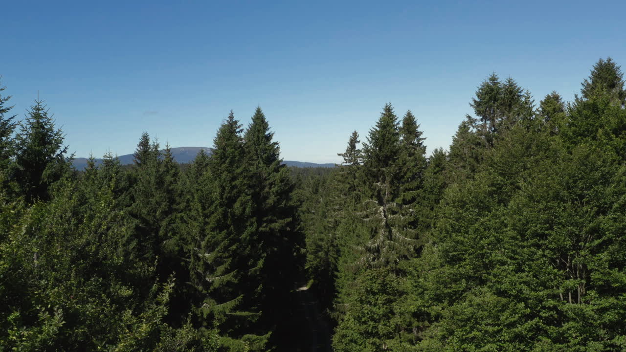 茂密肥沃的常綠森林, 一股小風吹過樹枝, 空中
