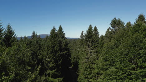 Lush fertile evergreen forest, a small breeze blowing through the branches, aerial