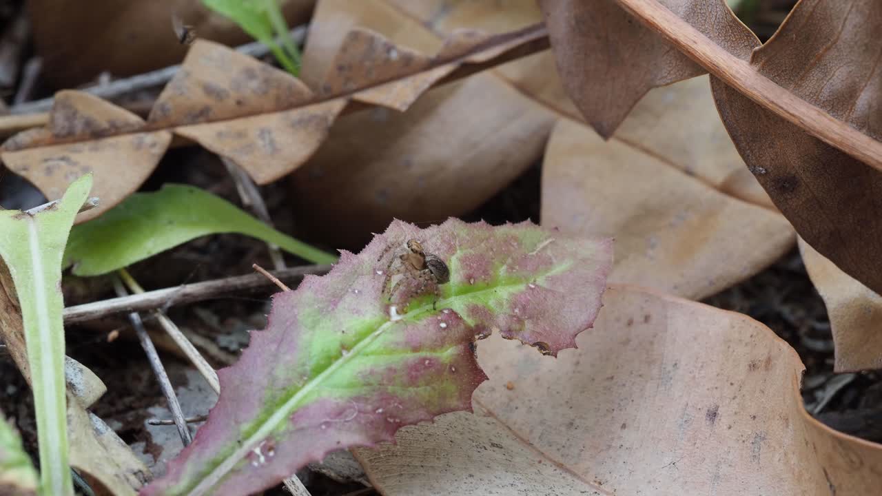 공작 거미, 여성 maratus pavonis