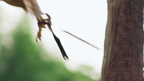 Beautiful-barn-owl-flying-away-from-tree-at-day-time,-falconry