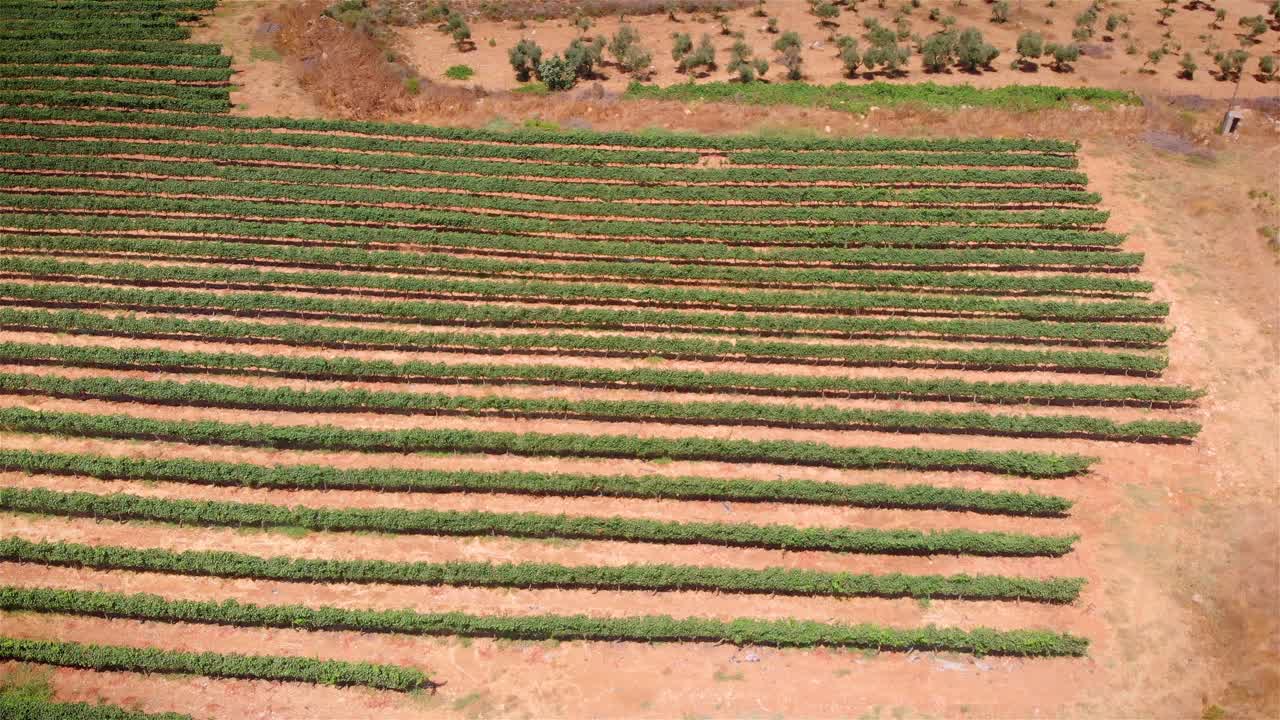 포도원 을 공중 에서 볼 수 있다