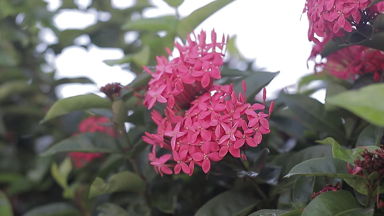 flor de ixora roja vista cercana, video en cámara lenta