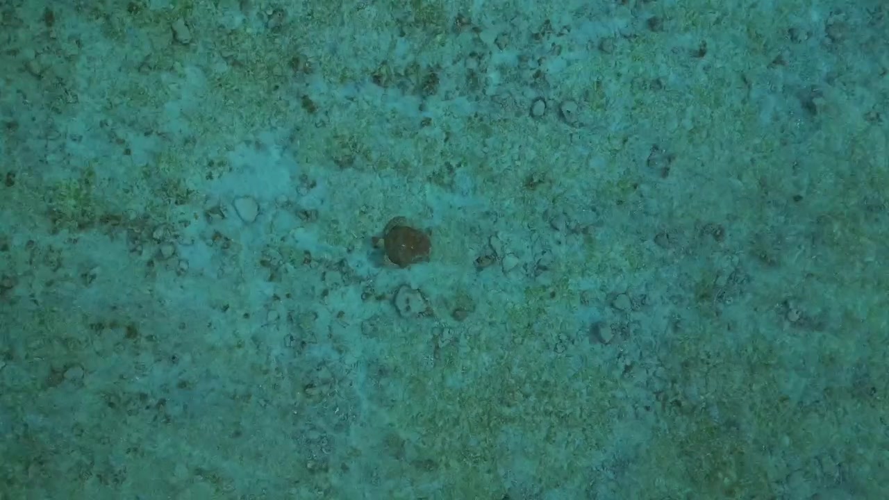 Havskildpadde svømmer i lavt turkist vand nær en tropisk strand set fra oven. Fantastisk luftfoto med nedadgående dronekamera pegende ned