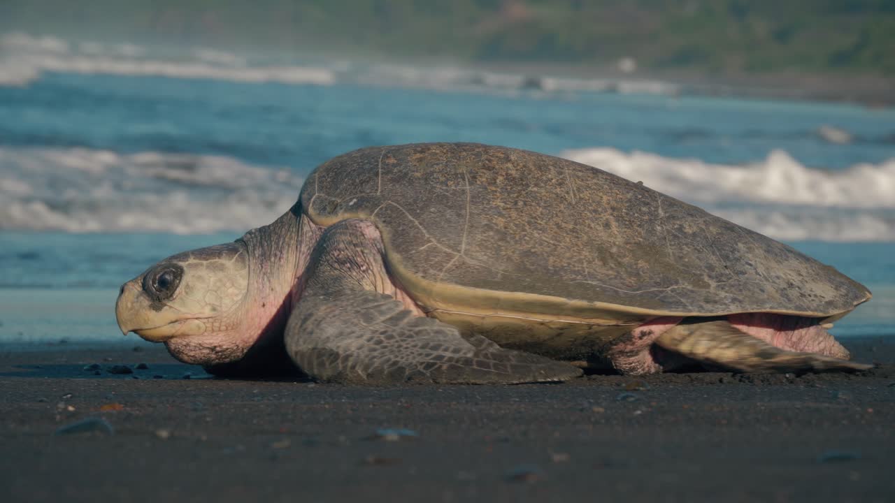 gran tortuga corriendo a lo largo de la playa hacia las fuertes olas del océano