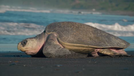 Große-Schildkröte-Eilt-Am-Strand-Entlang-In-Richtung-Starker-Meereswellen