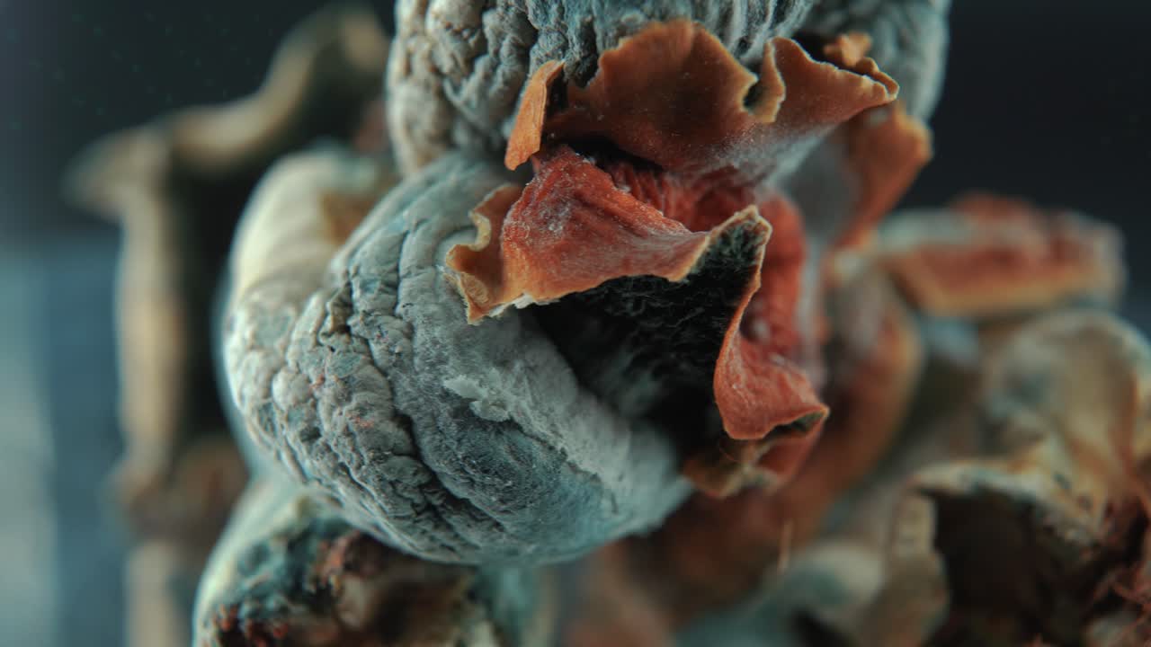 una toma macro cinematográfica colorida de un hongo seco mágico psicoactivo psilocibina alucinación con una tapa roja amarilla, en un soporte reflectante giratorio 360, iluminación de estudio profesional, video 4k