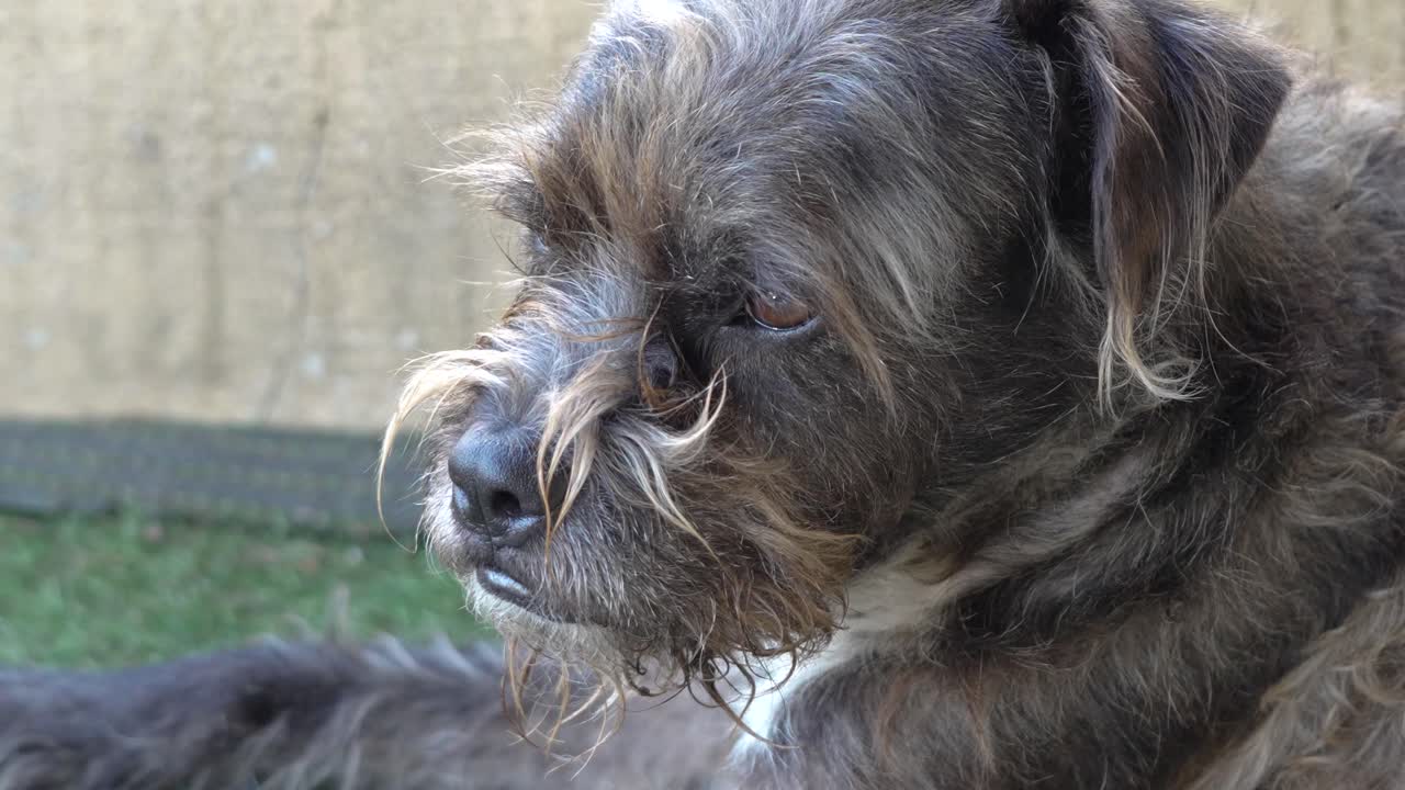 Primo piano di un pensieroso cane meticcio che si rilassa sull'erba artificiale.