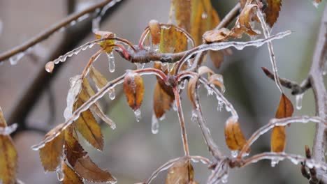 leaves and branches of the tree froze during the first morning frost in late autumn.