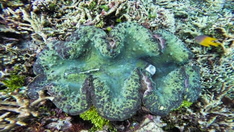 close-up of a giant clam among vibrant corals