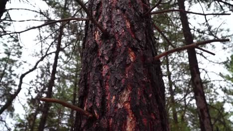 árbol-Nevado-En-El-Bosque-De-Estados-Unidos