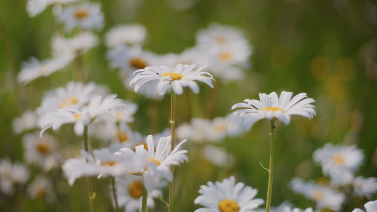 margaridas em flor num prado de flores