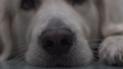 Lustige-Nase-Der-Weißen-Hunderasse-Golden-Retriever-Mit-Schönem-Bokeh-Und-Lustigen-Bewegungen