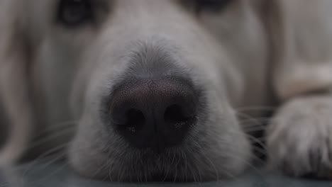 funny nose of white golden retriever dog breed with a nice bokeh and funny movements