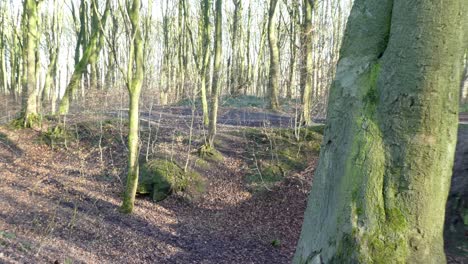 Tyre-rope-swing-hanging-in-autumn-woodland-playground-wilderness