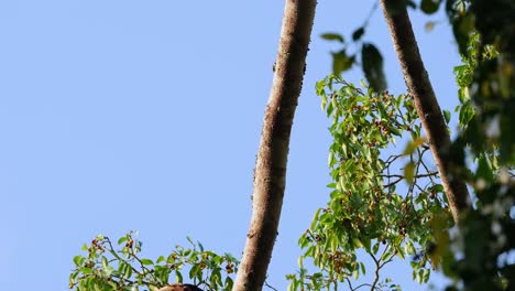 a female is seen perched on the branch moving towards its right side and disappears, wreathed hornbill rhyticeros undulatus female, thailand