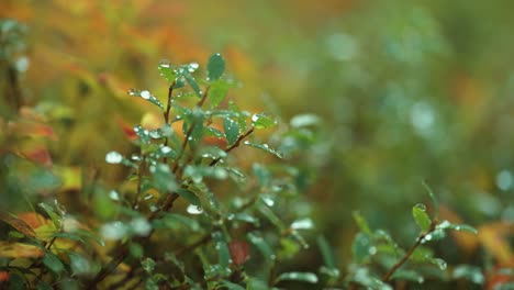 Green-blueberry-leaves-beaded-with-dewdrops