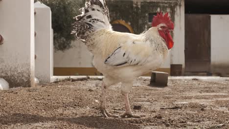rooster confidently strutting across the farmyard