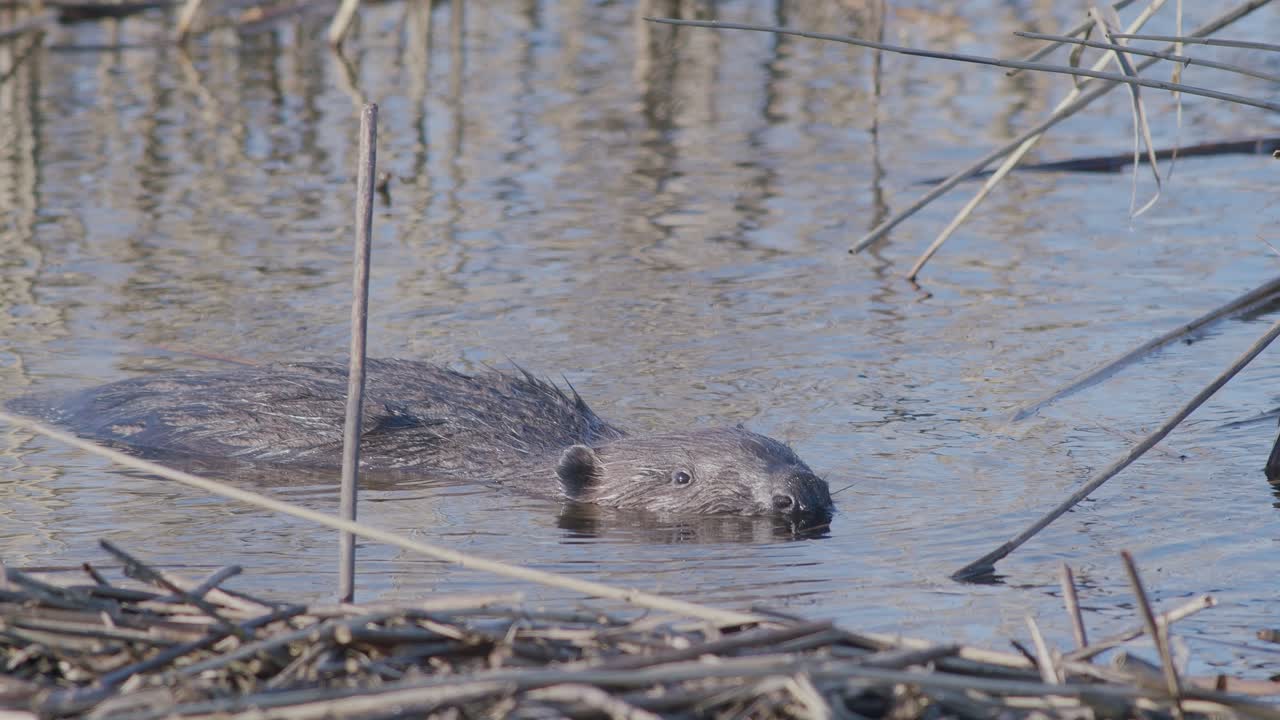 Wild beaver swimming in lake and making splashes
