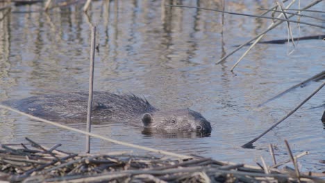 wild beaver swimming in lake and making splashes