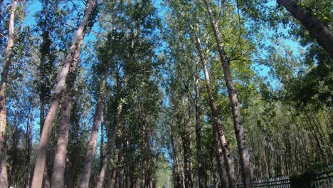 Tiro-Inclinado-De-ángulo-Bajo-A-ángulo-Alto-De-árboles-En-El-Parque-Nacional-De-Humedales-De-Hanshiqiao,-Beijing,-China