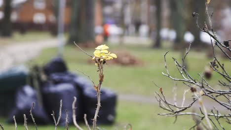 Schieben-Sie-Von-Rechts-Nach-Links-Mit-Einem-Vordergrund-Mit-Müll-Und-Einem-Hintergrund-Mit-Einem-Arbeiter,-Der-Blätter-Nimmt