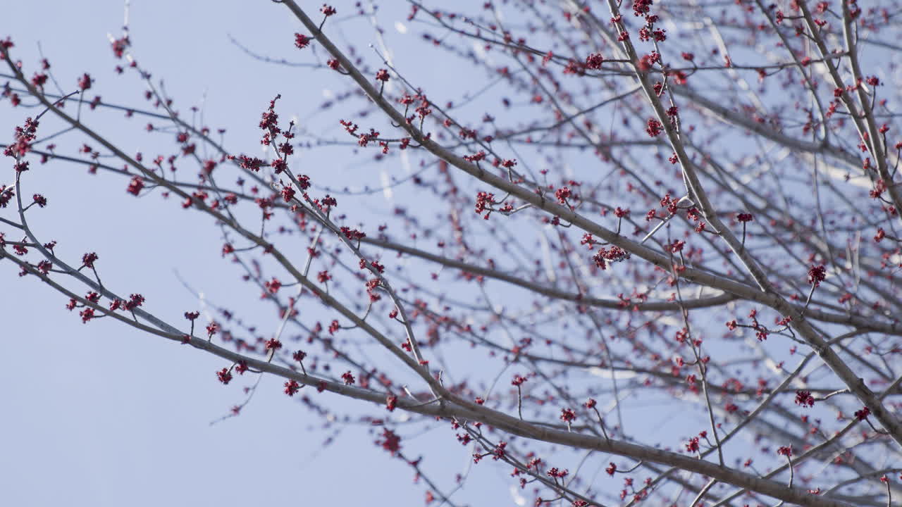ramas de árboles con capullos rojos en primavera panorámica lenta