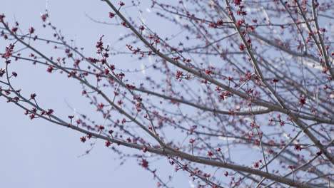 tree branches with red buds in spring slow panning