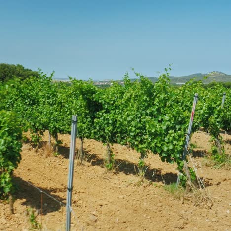 Hileras-De-Viñedos-En-Un-Día-De-Verano-En-Cataluña,-España-4