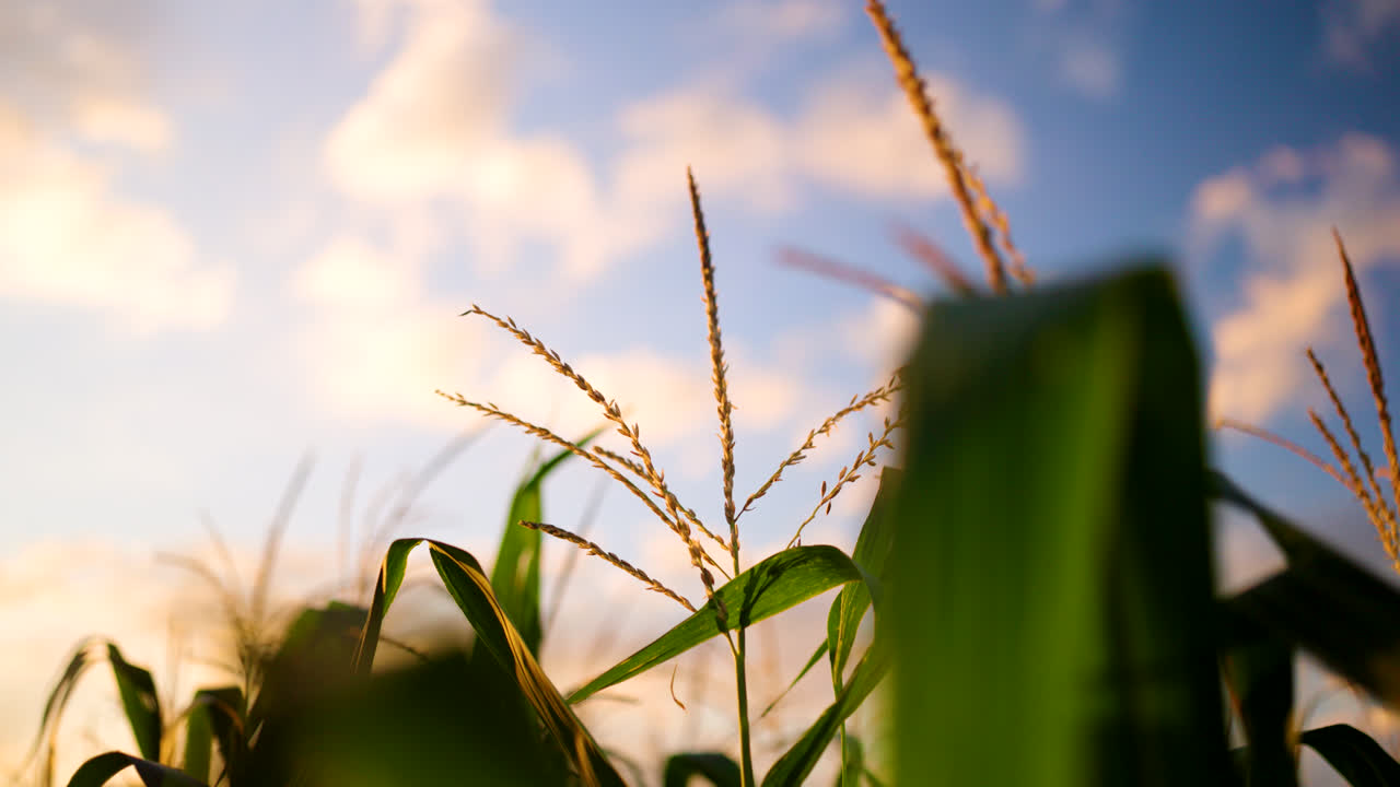 Golden Sunset Light on Corn Tassels and Leaves Against Blue Sky in Agricultural Field