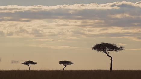 Increíble-Paisaje-Africano-En-La-Reserva-Nacional-De-Maasai-Mara-Mientras-El-Sol-Se-Pone-Al-Atardecer,-árboles-De-Acacia-En-El-Contorno-De-La-Silueta-Del-Horizonte,-Kenia,-Hermoso-Paisaje-De-Safari-Africano