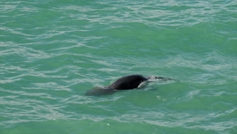 a new zealand fur seals plays in the ocean near oamaru, south island