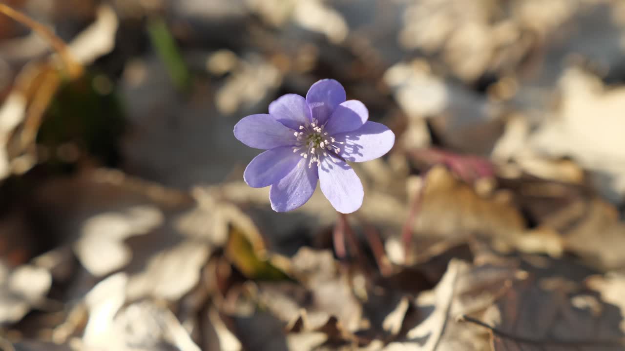 flor morada en primer plano en los bosques de primavera