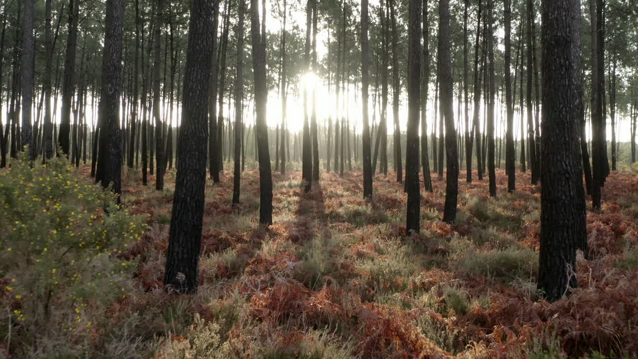 Sunlight piercing through dense pine forest with ferns on ground, Castets, France. Mystical woodland, nature light, tranquil establishing shot