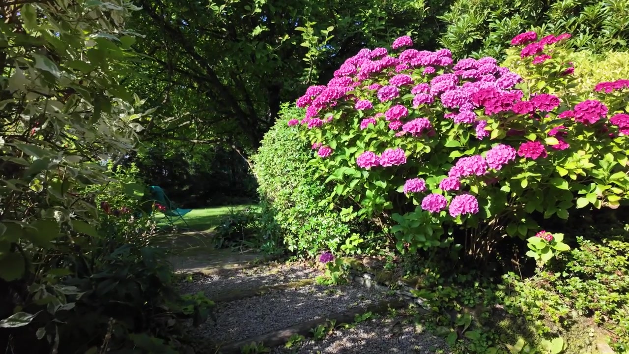 Slow motion video of vibrant pink hydrangeas and a winding garden path in a peaceful traditional French country garden, surrounded by lush greenery in rural France