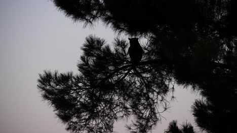 the silhouette of a great horned owl sitting in a pine tree in gilbert arizona