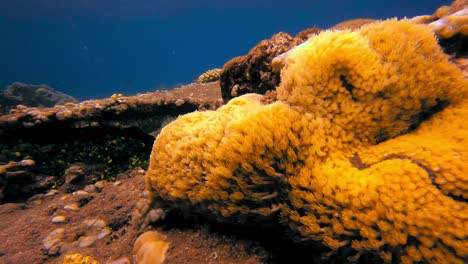 primer plano de coral goniopora amarillo moviéndose con corriente de agua