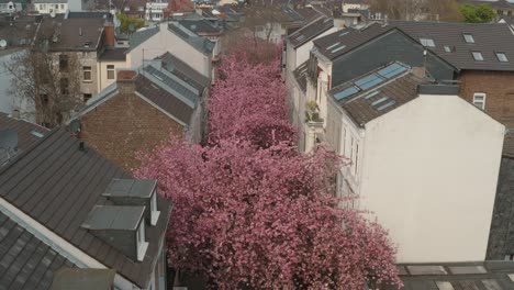 Drone - Aerial drone shot of the Kirschbluete Cherry Blossom in the Heerstraße Heerstreet Breitestraße Bonn 30p