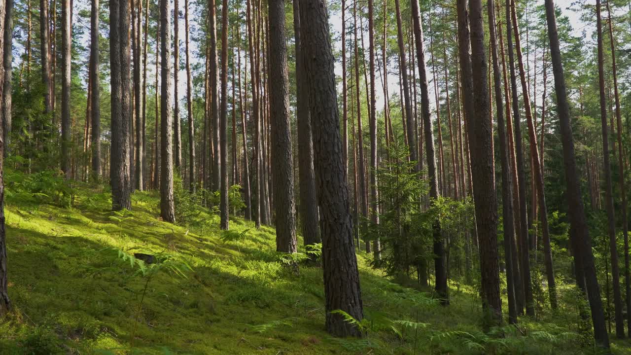Una bella ripresa di alberi alti e sottili in una foresta su un pendio.