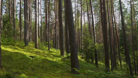 Eine-Schöne-Aufnahme-Von-Hohen,-Dünnen-Bäumen-In-Einem-Wald-An-Einem-Hang