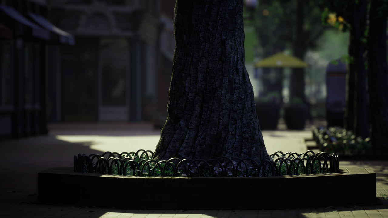 Sunlight filters through trees in a quiet urban park setting