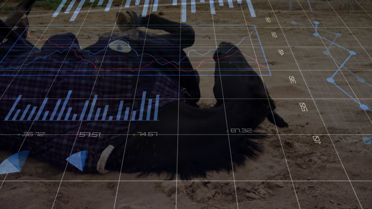 After resting dark horse shifting weight and rolling sand to stretch while charts floating